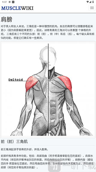 MuscleWiki中文版app下载