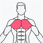 MuscleWiki中文版app下载