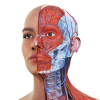 Complete Anatomy中文版免费下载